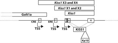 The Emerging Role(s) for <mark class="highlighted">Kisspeptin</mark> in Metabolism in Mammals
